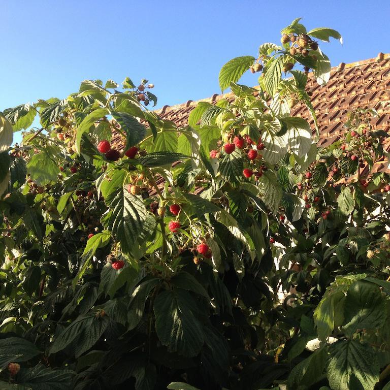 Gites Les Rainettes Vienne-en-Bessin Exterior foto
